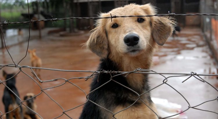 En Tapachula construirán albergue para perros de la calle