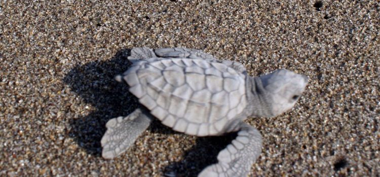 Hallan  muertas cientos de tortugas marinas en Chiapas