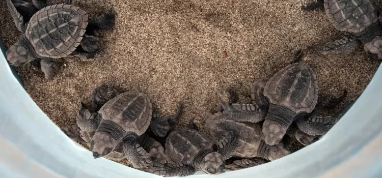 Liberan a cientos de crías de tortuga marina en Chiapas