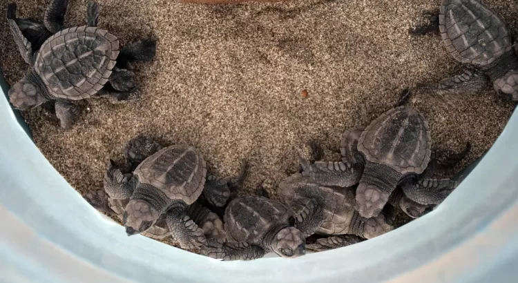 Liberan a cientos de crías de tortuga marina en Chiapas