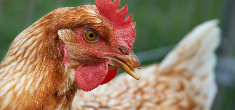 Alerta en Chiapas brote de gripe aviar; más de 200 aves han muerto