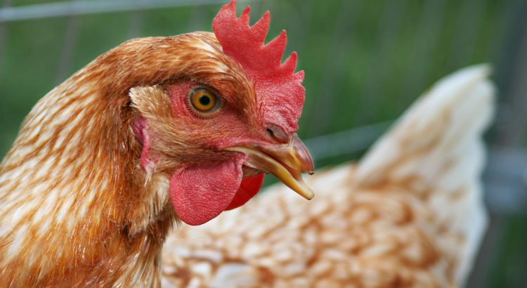 Alerta en Chiapas brote de gripe aviar; más de 200 aves han muerto