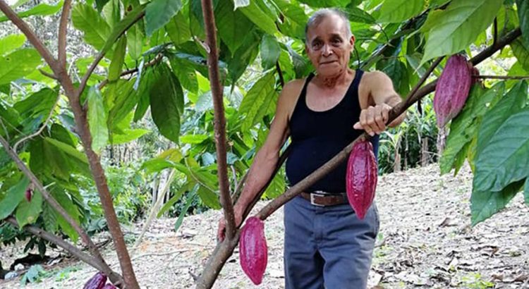 Reduce el cultivo del cacao en Chiapas