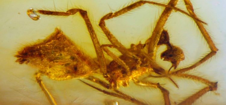 Encuentran en Chiapas, especie de araña fosilizada en ámbar que data de 23 millones de años
