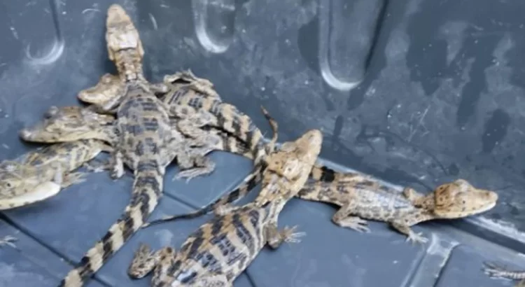 Rescatan cocodrilos que eran vendidos ilegalmente en Chiapas