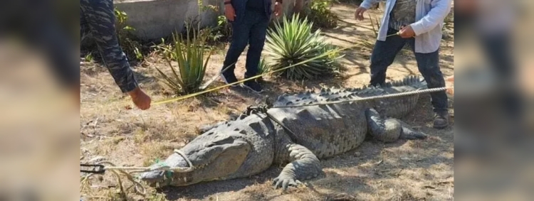 Rescatan a cocodrilo de más de 3 metros de largo en Chiapa de Corzo, Chiapas