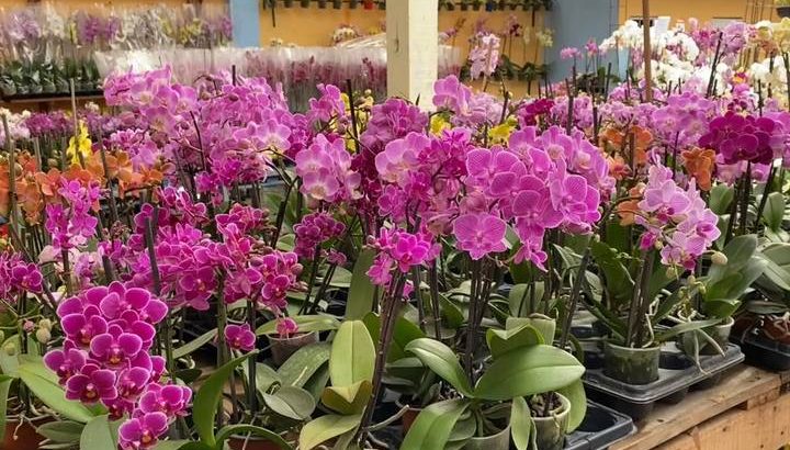 Chiapas de los estados con mayor saqueo de orquídeas