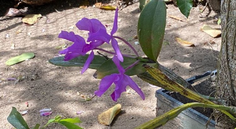 Chiapas, de los estados con mayor saqueo de orquídeas