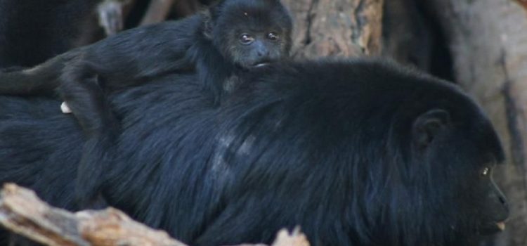 En Chiapas por primera vez, nace un ejemplar de mono saraguato en el ZooMAT