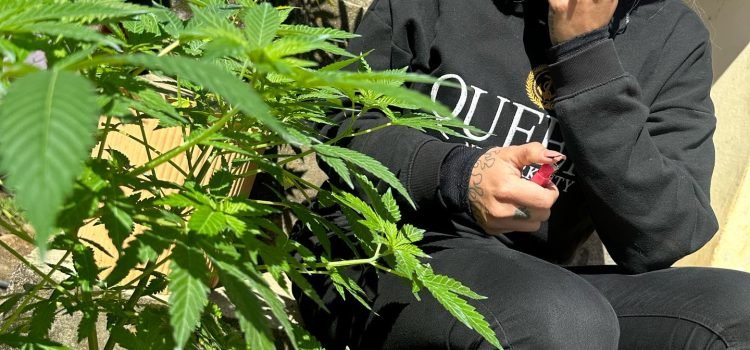 YouTube graba en Chiapas cultivo de cannabis YouTube graba en Chiapas cultivo de cannabis