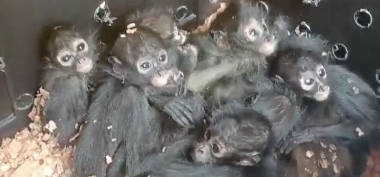 Rescatan 20 monos arañas bebés de un autobús en Chiapas