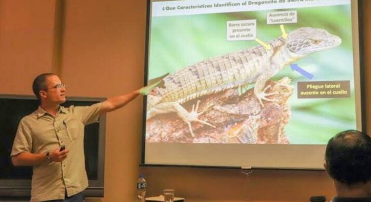 En Chiapas descubren al “Dragoncito de Coapilla”, nuevo reptil en peligro de extinción