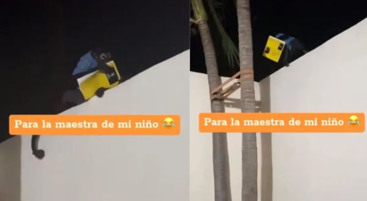 ¿Le creerá la maestra? en Culiacán un chango le robó la tarea a un niño
