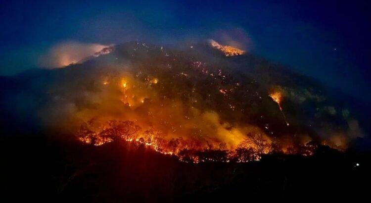 Miles de árboles se perideron por el incendio en Mactumatzá