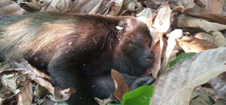 Aparecen monos saraguatos muertos en Chiapas y Tabasco