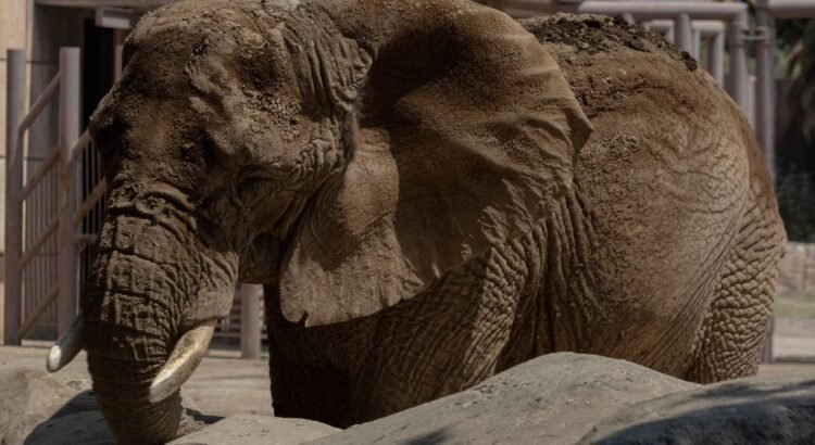 Un elefante en la sala…