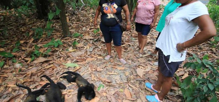 Secretaría de Medio Ambiente investiga la muerte de monos aulladores en Chiapas y Tabasco