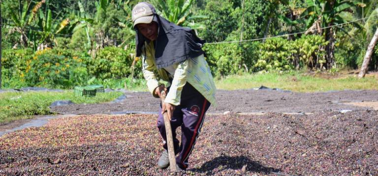 Sequía pone en riesgo al 90 % de los cultivos de café en Chiapas