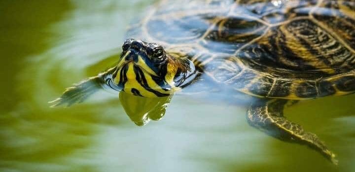 Fauna de Chiapas en Peligro: Un Llamado a la Conciencia y Protección