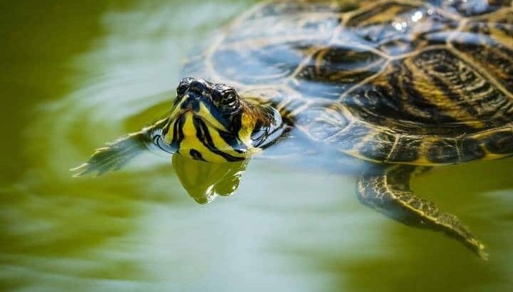 Fauna de Chiapas en Peligro: Un Llamado a la Conciencia y Protección