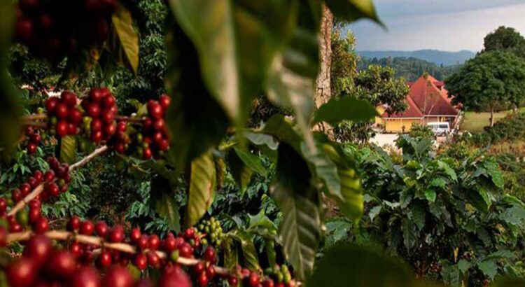 Cafeticultores chiapanecos enfrentan crisis por alta de mano de obra