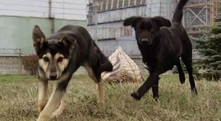 Los perros de Chernóbil: una mutación les ha conferido «superpoderes»