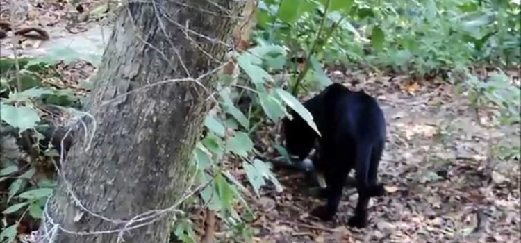 Conoce a Yokj, el jaguar negro del Zoomat en Chiapas Conoce a Yokj, el jaguar negro del Zoomat en Chiapas