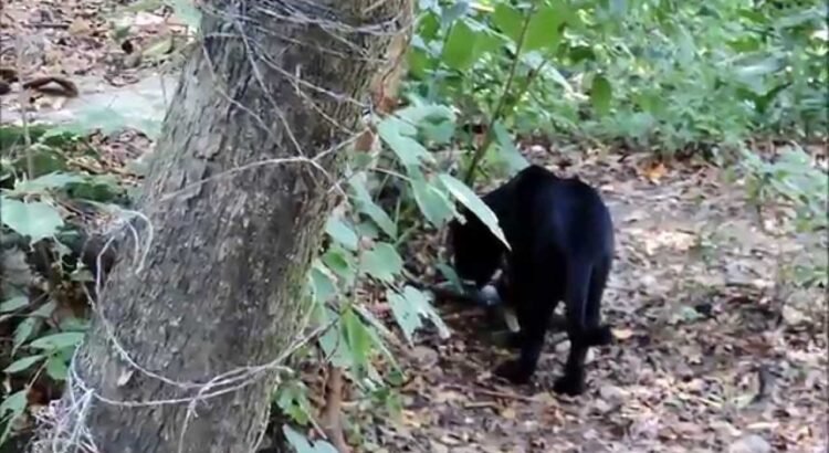 Conoce a Yokj, el jaguar negro del Zoomat en Chiapas