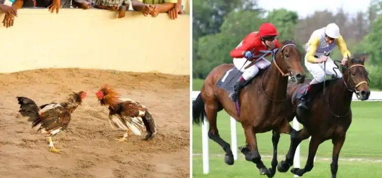 Gobierno de Chiapas suspende peleas de gallos y carreras de caballos