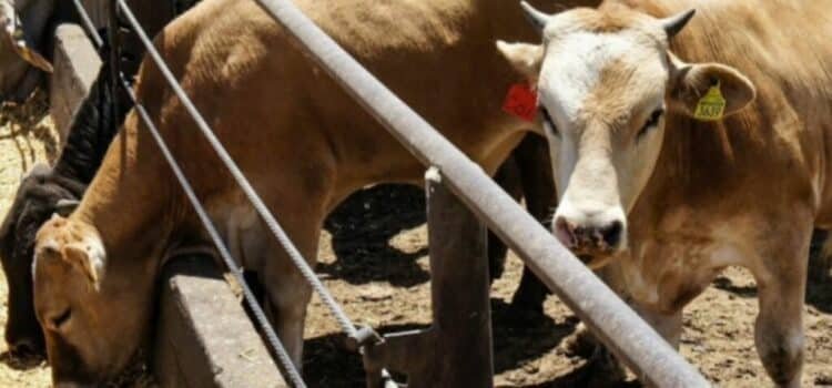 Detectan nuevos casos de gusano barrenador en bovinos y caballos en Chiapas