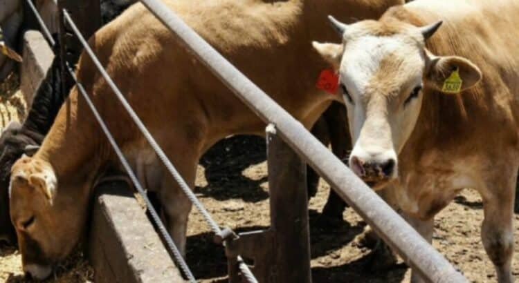 Detectan nuevos casos de gusano barrenador en bovinos y caballos en Chiapas