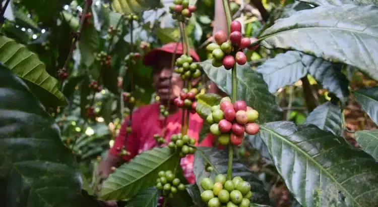 Cártel de Sinaloa secuestra fincas cafetaleras en Chiapas y explota a jornaleros