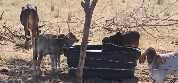 Ganaderos de Chiapas pidieron al gobierno que tomen acciones para frenar los casos de gusano barrenador