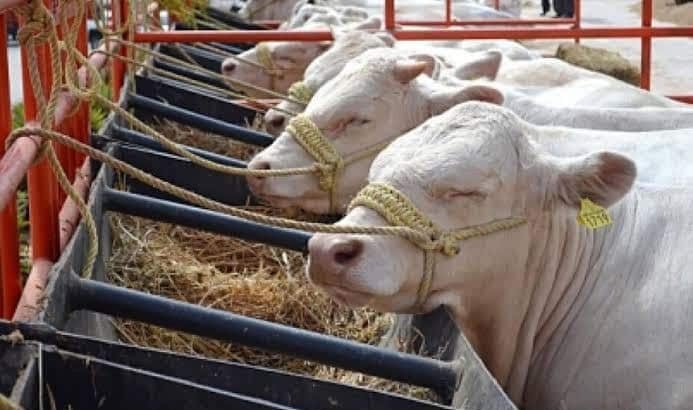 Chiapas en alerta por plaga del gusano barrenador: SAGARPA evalúa restringir movilización de ganado en la frontera
