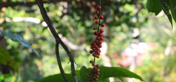 Chiapas lídera la producción de café, plátano y mango en el país