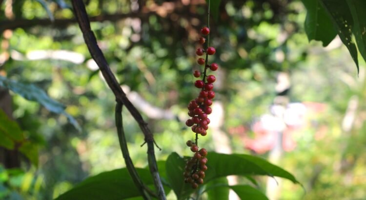 Chiapas lídera la producción de café, plátano y mango en el país