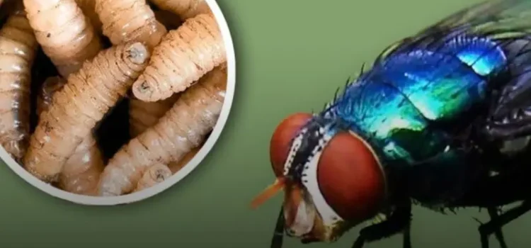 Chiapas presenta 10 casos de gusano barrenador por semana