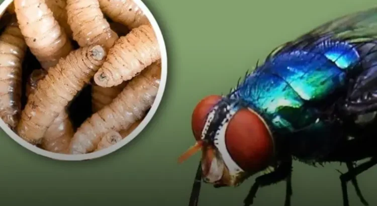 Chiapas presenta 10 casos de gusano barrenador por semana