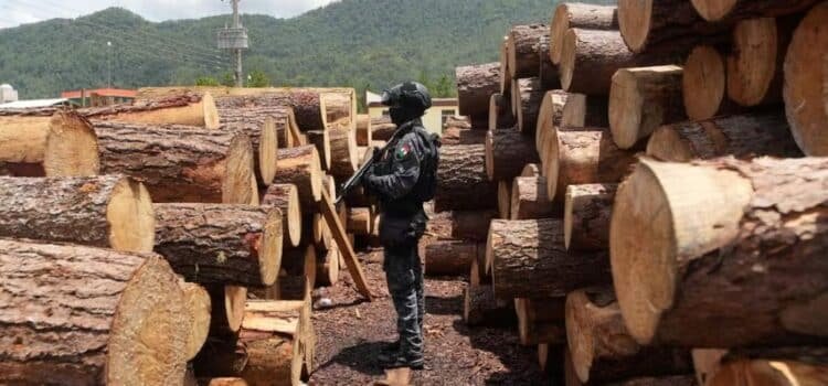 Aseguran 12 aserraderos clandestinos en Altamirano, Chiapas