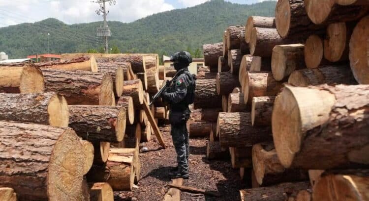 Aseguran 12 aserraderos clandestinos en Altamirano, Chiapas