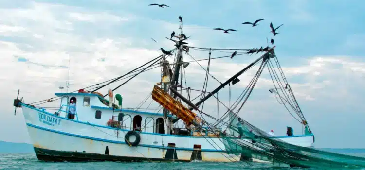 Veda en la Costa de Chiapas afecta a miles de embarcaciones Veda en la Costa de Chiapas afecta a miles de embarcaciones