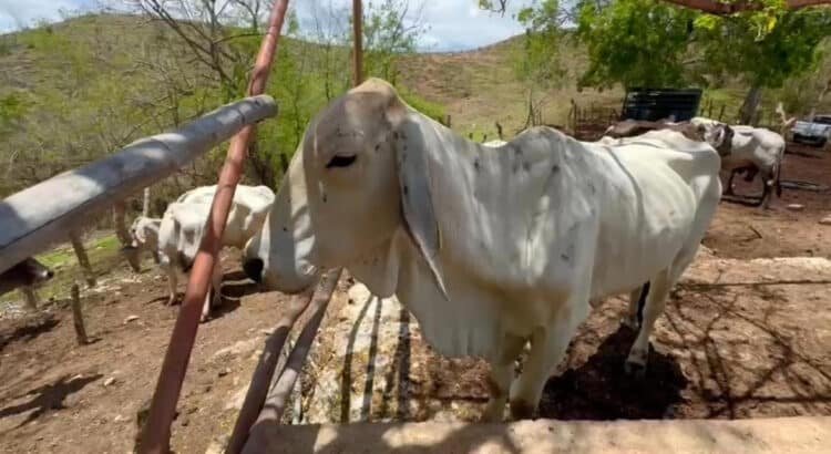 Instalan cerco sanitario contra gusano barrenador entre Oaxaca y Chiapas