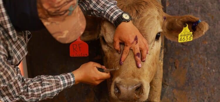 Reportan seis nuevos casos de miasis en humanos en Chiapas Reportan seis nuevos casos de miasis en humanos en Chiapas