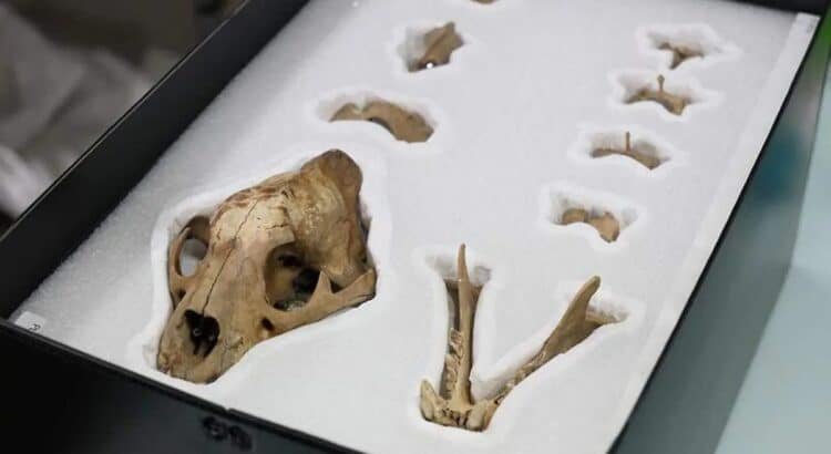 INAH encuentra ofrenda mexica con cientos de restos marinos y un jaguar en el Templo Mayor