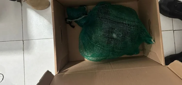 Cae en Chiapas presunto traficante de monos y guacamayas