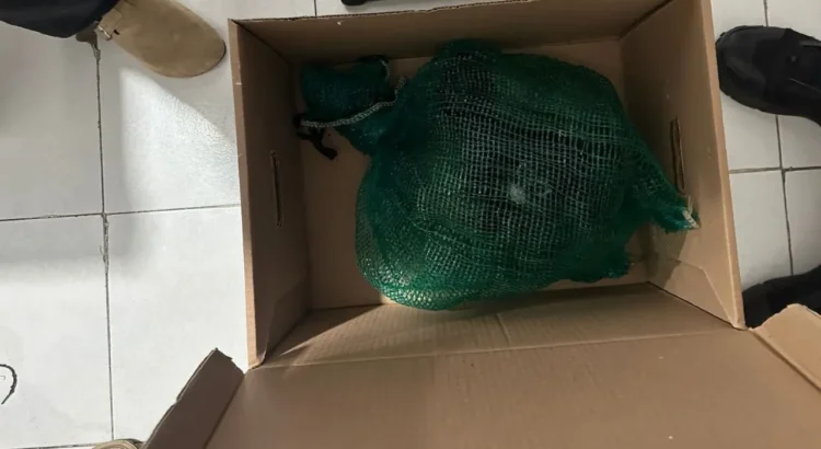 Cae en Chiapas presunto traficante de monos y guacamayas
