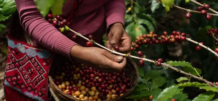 Café de Chiapas busca reducir huella de carbono
