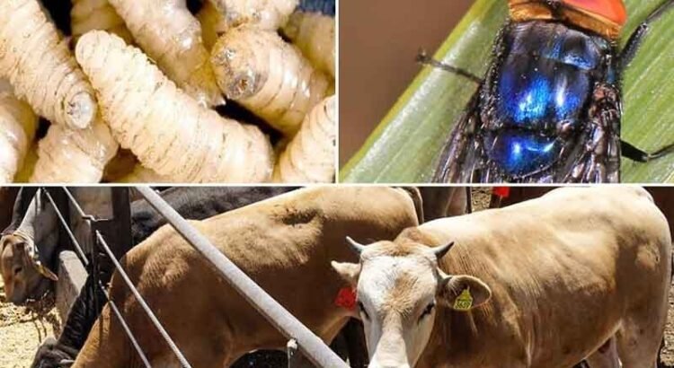 Planta de producción de moscas estériles en Chiapas busca erradicar crisis del gusano barrenador