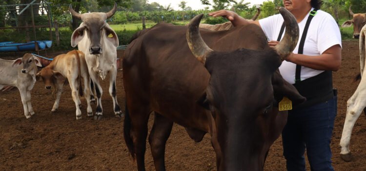 Ganado ingresará por Puerto Chiapas para mayor control por gusano barrenador