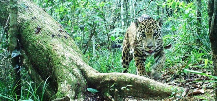 Semarnat fortalece la conservación y restauración de la Selva Lacandona junto a comunidades y gobierno de Chiapas Semarnat fortalece la conservación y restauración de la Selva Lacandona junto a comunidades y gobierno de Chiapas